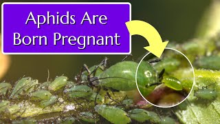 How to Get Rid of Aphids