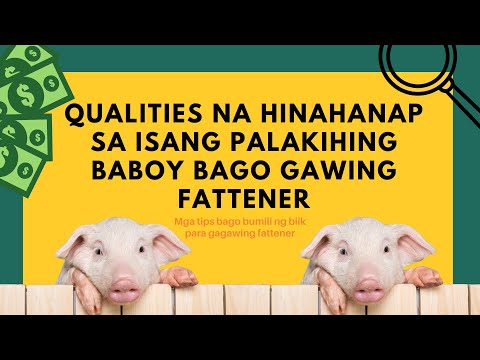 Video: Pagputol Ng Mga Bangkay Ng Baboy At Mga Nuances Ng Pagpili Ng Karne