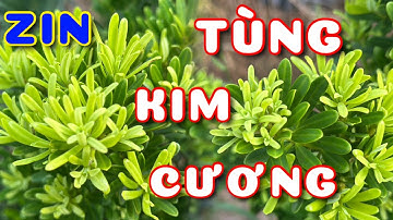 Cây Tùng kim cương zin chuẩn giống | 0386569374 - Ngọc Ngân Bến Tre | Chuyên cây độc lạ