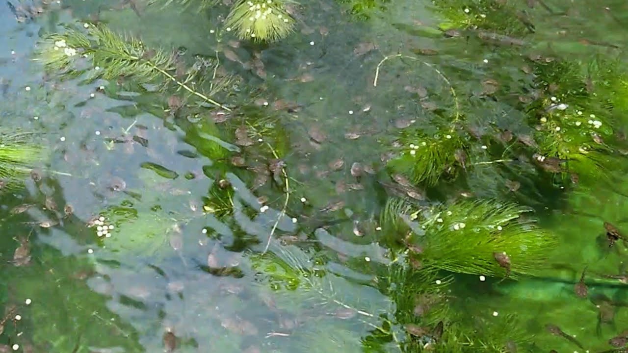 Frog baby feeding, Benefits of growing some algae in a baby frog tank