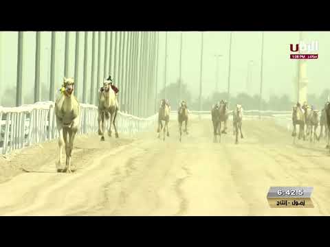 ش1 مبلش ل حمد جارالله حسين البريدي مهرجان أمير البلاد المفدى 14 4 2025 خنجر الزمول إنتاج 12 17 63