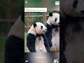 A panda cub plays along with the zookeeper during a skit 🥰🐼#trending #panda #cute # #babypanda
