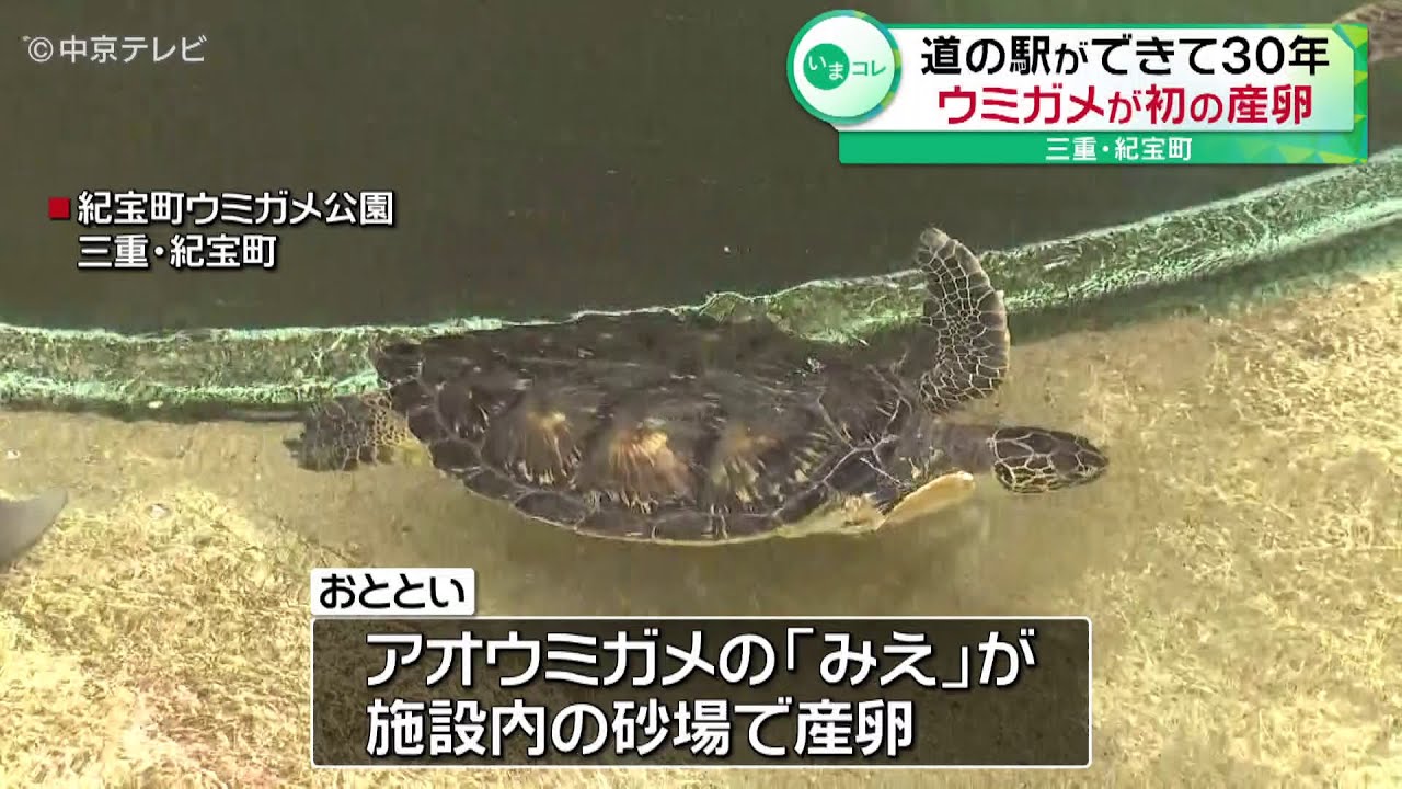 ウミガメ】“道の駅”の施設内で初の産卵 飼育員も大興奮！ 三重・紀宝町