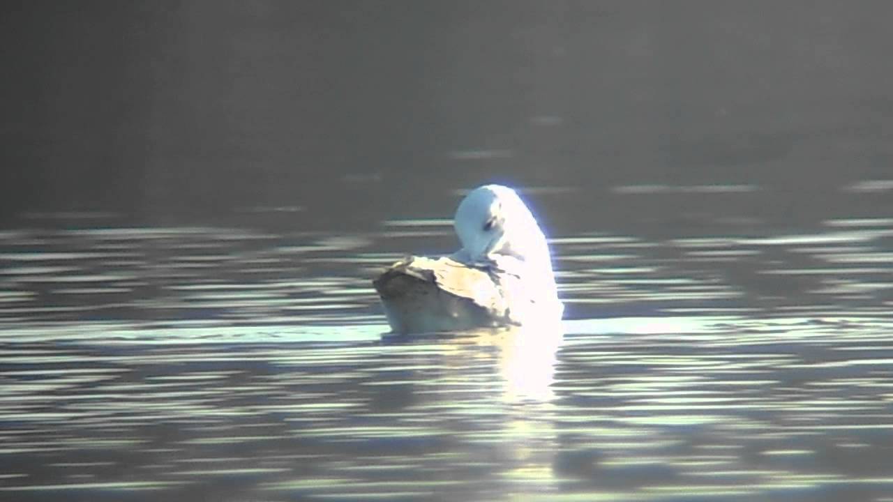 photography en español Caspian Gull- 1st winter #2