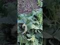 collard green #vegetables #asmr #shorts