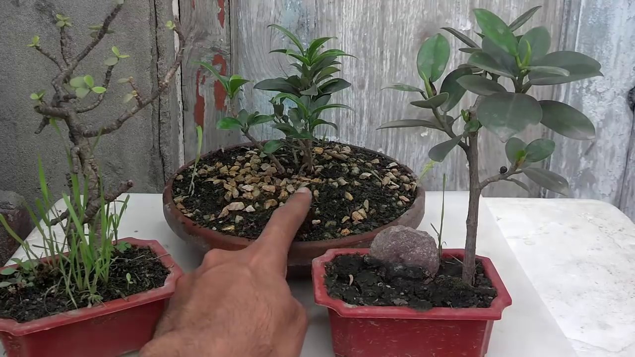 Starting A Bonsai Bonsai Tree Maintenance Part 2 Urdu Hindi YouTube