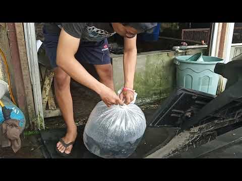Jual Ikan Mas Untuk Pemancingan