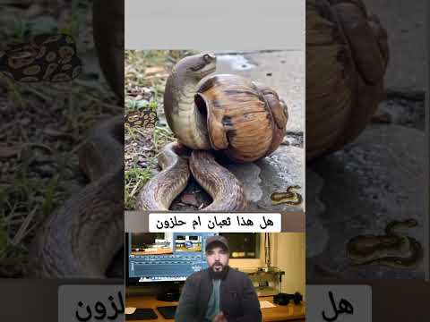 هل هدا ثعبان ام حلزون دويتو قطط   ضحك حيوانات معلومات  رمله اكسبلور