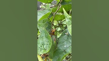 Ladybugs hatching and feeding on aphids #ladybug #bug #bugslife  #gardening #gardenlife