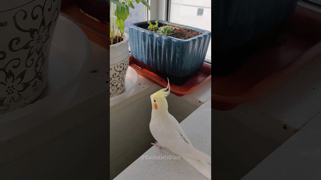 Adorable Cockatiels' Antics 