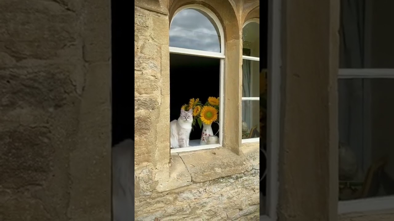 Blinks mean I love you in cat 