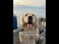 Signs your dog loves you more than anything #dog #dogmom #dogshorts #goldenretriever #doglife