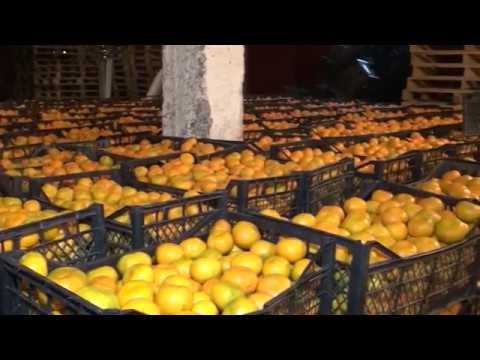 როგორ დავიცვათ ციტრუსი ფაროსანასაგან