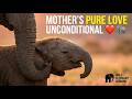 Mother's Care: Observing Tender Elephant Calf Grooming ASMR – Trunk Caresses