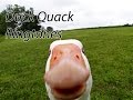 Duck Quack Ringtones Pack#1