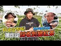 開箱南投茶園！ 從一片綠葉到一杯紅茶香的一生！【阿北出市啦】