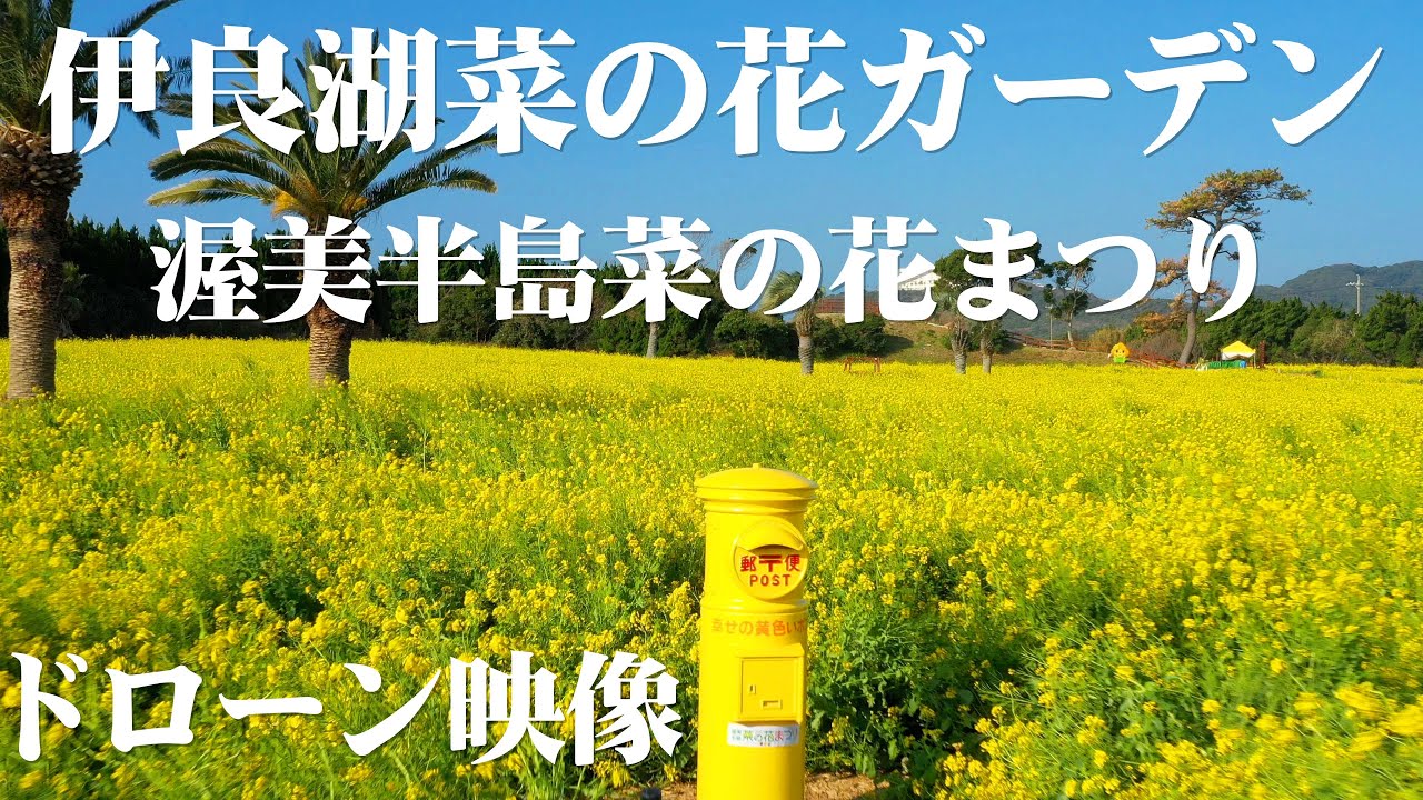 伊良湖菜の花ガーデン 4k ドローン映像 Irago Rape Blossoms Garden Drone Video Youtube