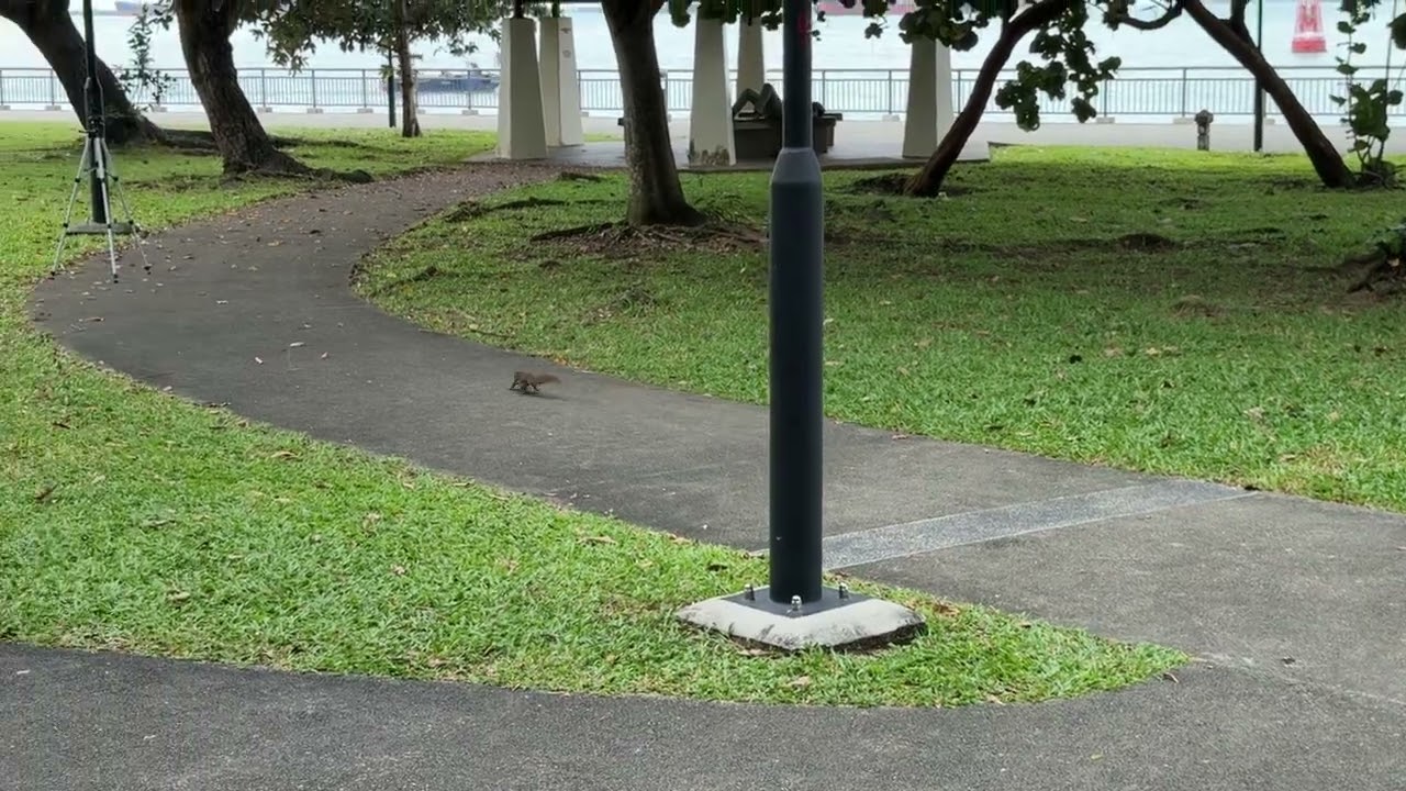 Squirrel at Labrador Park 3
