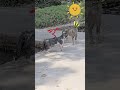 Cute meow cats 😻💞😻#cat #catlover #cute #kitten #meow #viralvideo #viralshorts