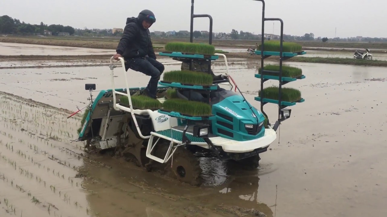 Máy cấy Kubota SPV-6CMD cấy tại Bình Xuyên, Bình Giang.