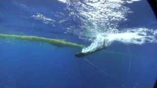 Big Bull Dolphin Spearfishing