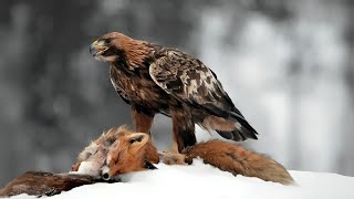 Golden Eagle vs Fox Face off | Don't mess with Eagles #trend #bird #animal
