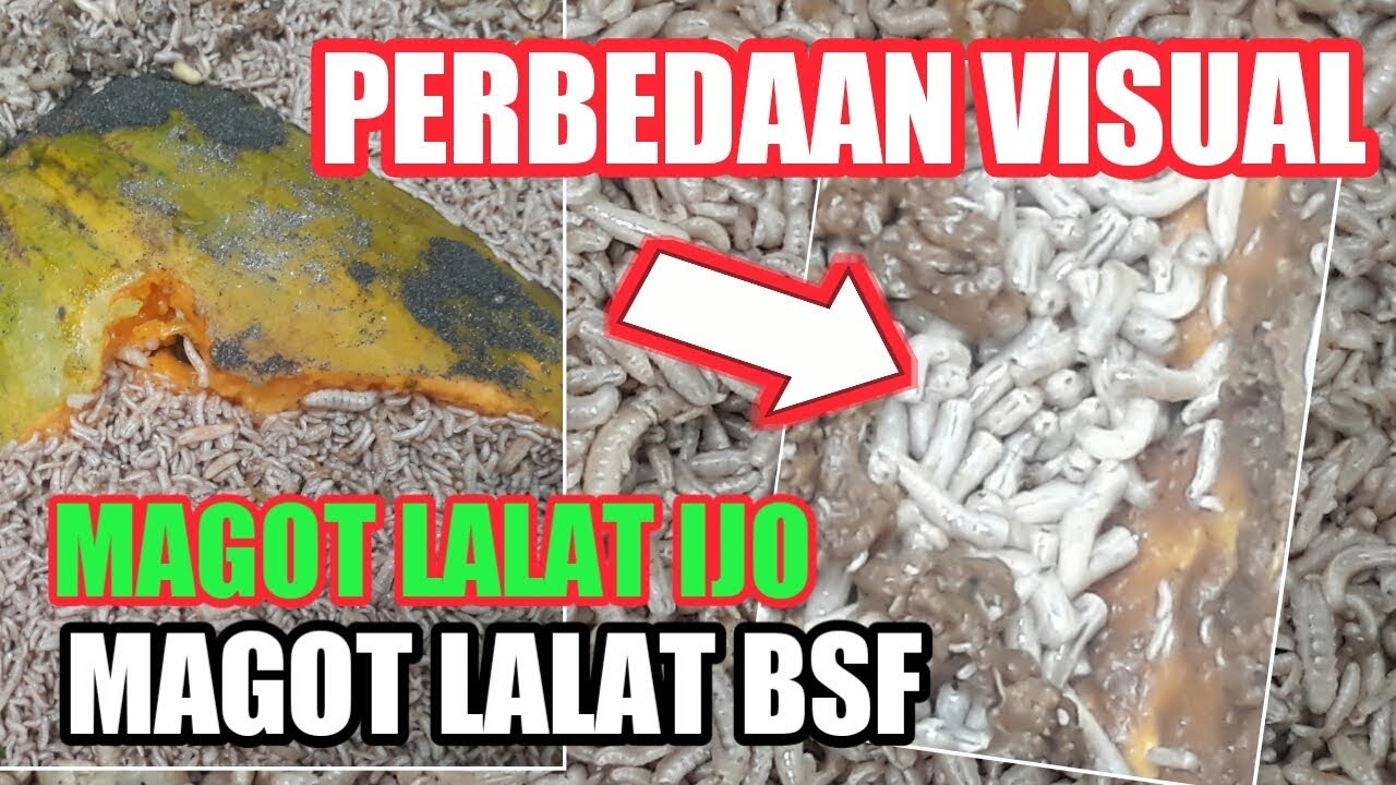 PENAMPAKAN VISUAL MAGOT LALAT HIJAU DAN MAGOT LALAT BSF