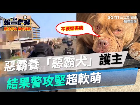 惡霸養「惡霸犬」護主　結果警攻堅超軟萌│94看新聞