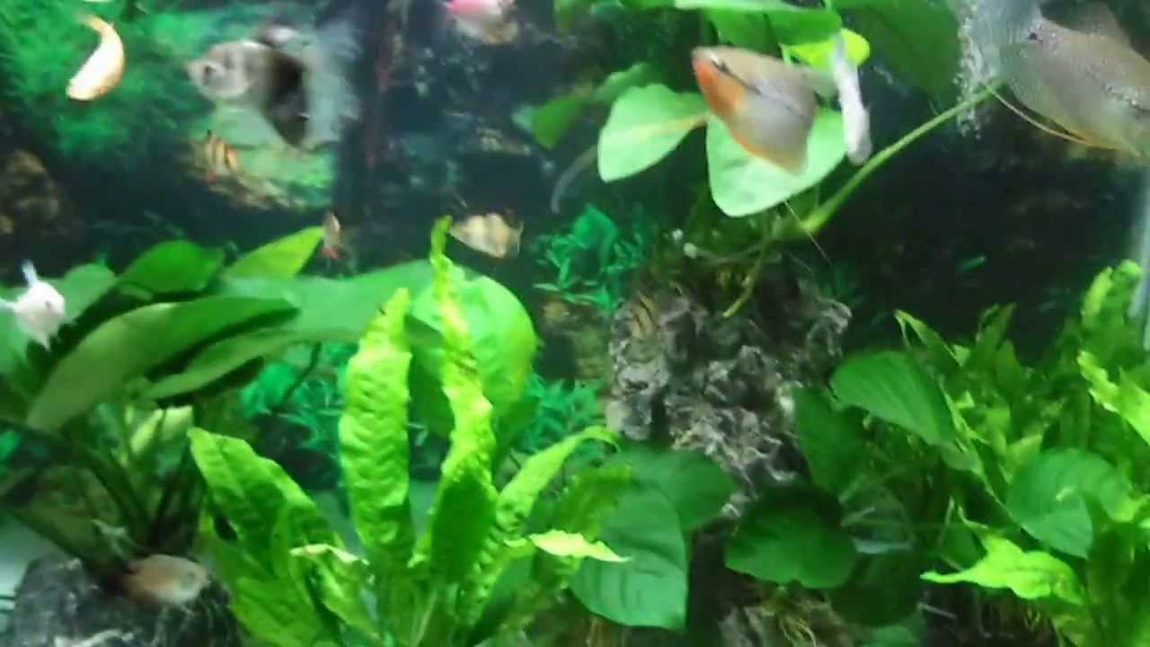 Introduction to aquarium fish keeping image
