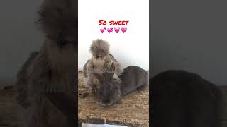 SILKIE CHICKEN CUDDLES A RABBIT #short #shorts #shortsfeed #shortvideo #shortsvideo #rabbit #silkie