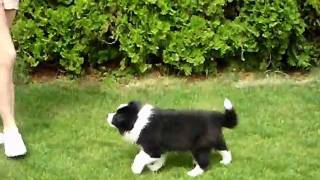 Apportírozni Tanulunk