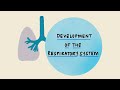 Development of the Respiratory System | Stages of Lung Development | Embryology