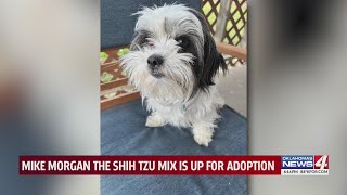 Mike Morgan the Shih Tzu mix is up for adoption