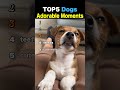 TOP5 Dogs Adorable Moments