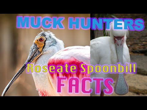 Roseate Spoonbills - SAVED FROM EXTINCTION!