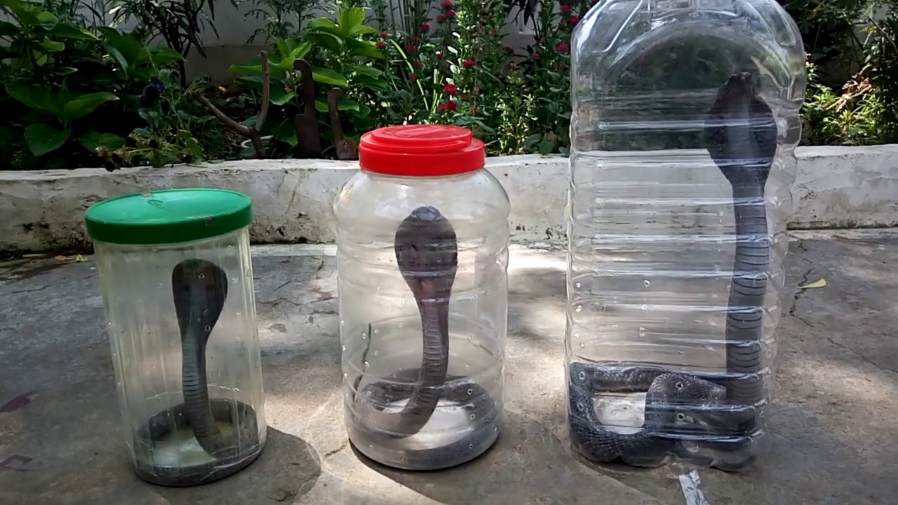 snake master berserk जहरीले अमर, अकबर, एंथोनी @@ साँपों की जुबानी