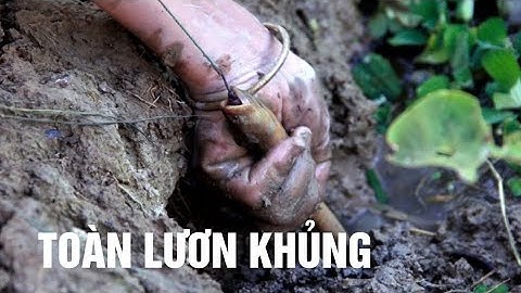 Câu và bắt lươn đồng | toàn lươn vàng khủng khiếp.