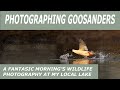 Photographing Goosanders-A fantastic morning's wildlife photography