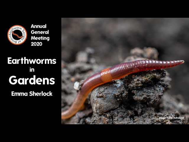 Earthworms in Gardens 