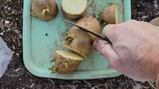 Springtime Potato Sprouting & Planting Techniques, Mar. 7, 2023