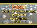 НАШЕСТВИЕ ОГРОМНЫХ ЯДОВИТЫХ МЕДУЗ! МАРИУПОЛЬ. АВГУСТ 2020