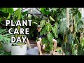 Full day of plant care  plant room makeover  life updates
