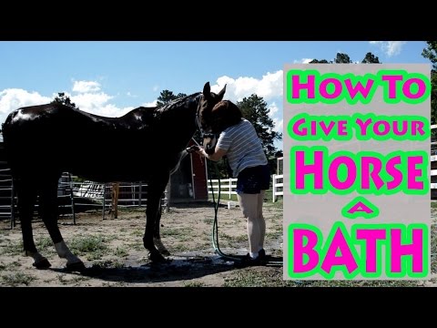 How To Give Your Horse A Bath