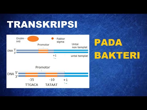 Video: Apakah bakteri memiliki faktor transkripsi?