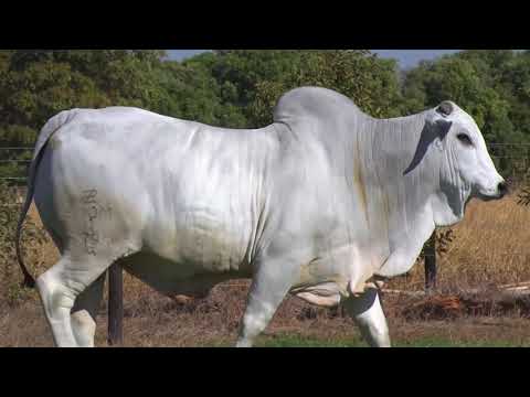 LOTE 03 - 7795 | 42º MEGA LEILÃO ANUAL CARPA TOUROS