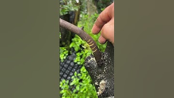 Sharing on the technique of bending thick bonsai branches