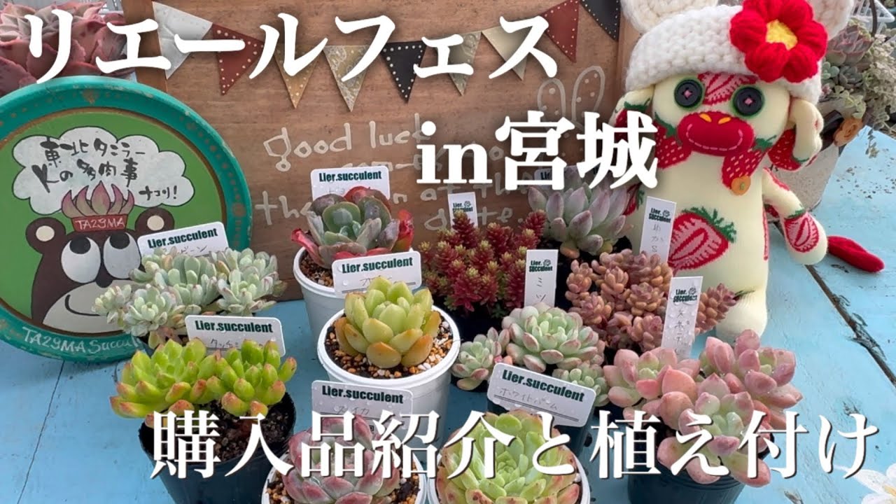 多肉植物】#99リエールフェスin宮城⭐︎購入品紹介と植え付け - YouTube