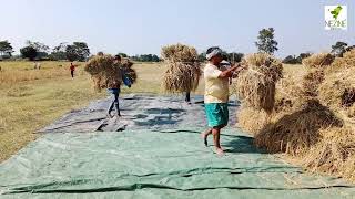 Endless wait of Assam farmers for paddy procurement at MSP
