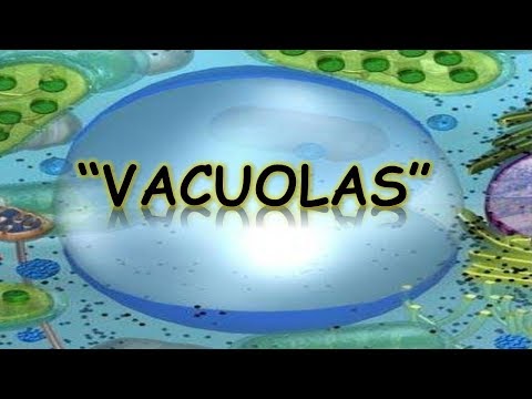 Video: ¿Cuál es la función de la vacuola contráctil?