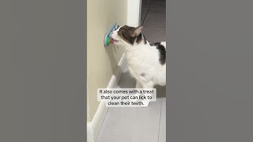 Cats Go Wild for This Fun Catnip Toy! #cats #catnip #cattoy #stockingstuffers